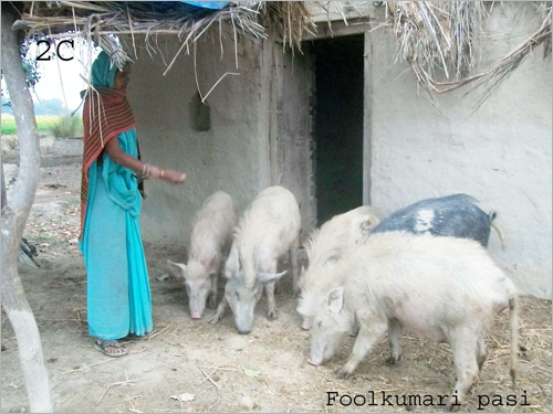 Phoolkumari feeding her stock of pigs